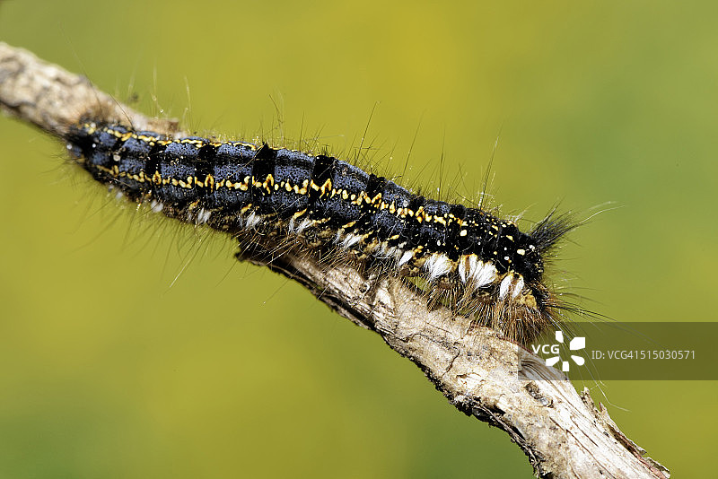 树枝上的饮者蛾幼虫图片素材