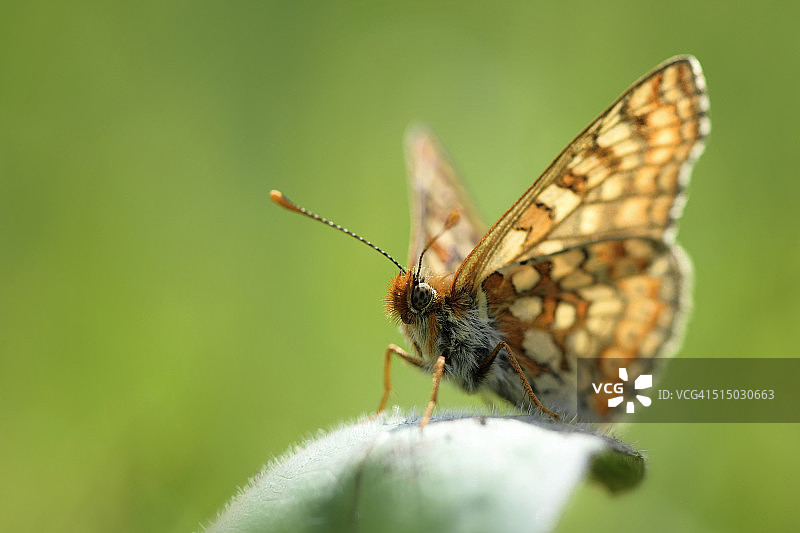 欧芹蛱蝶停在叶子上图片素材