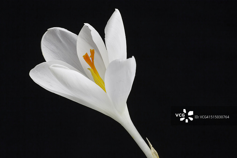 白色番红花图片素材