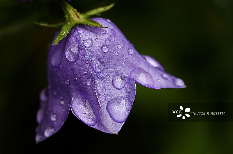 带水滴的桃花叶风铃草图片素材