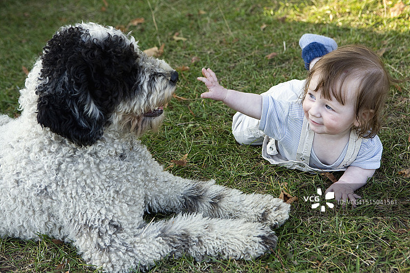 女婴与葡萄牙水犬玩耍图片素材