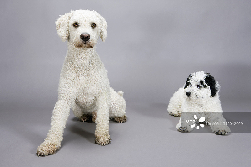 坐在灰色背景前的葡萄牙水犬图片素材