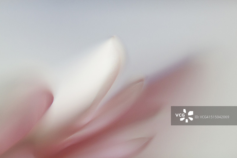 特写：灰色背景下的白色和粉色花朵图片素材