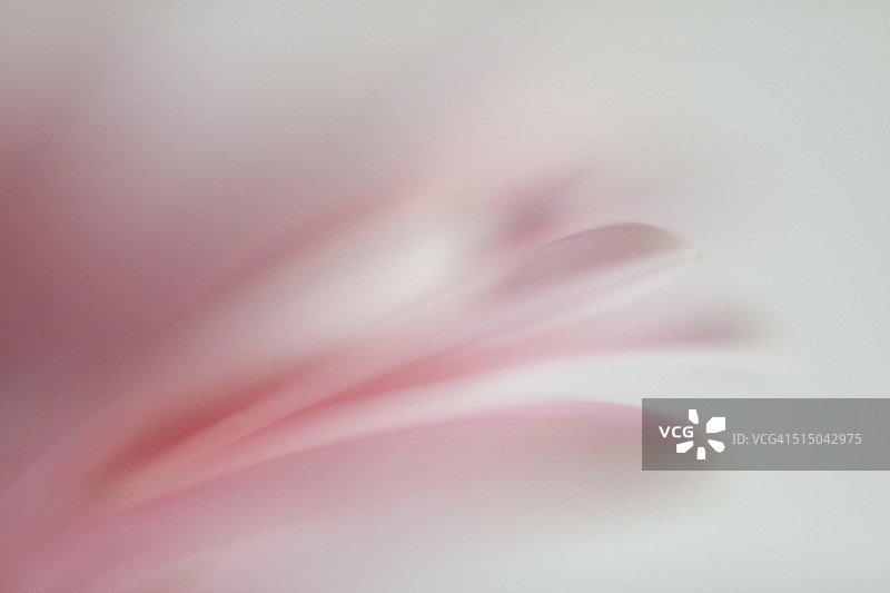 白色背景下的粉色花朵微距摄影图片素材