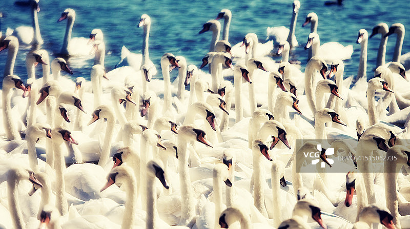 阳光下成群的天鹅图片素材