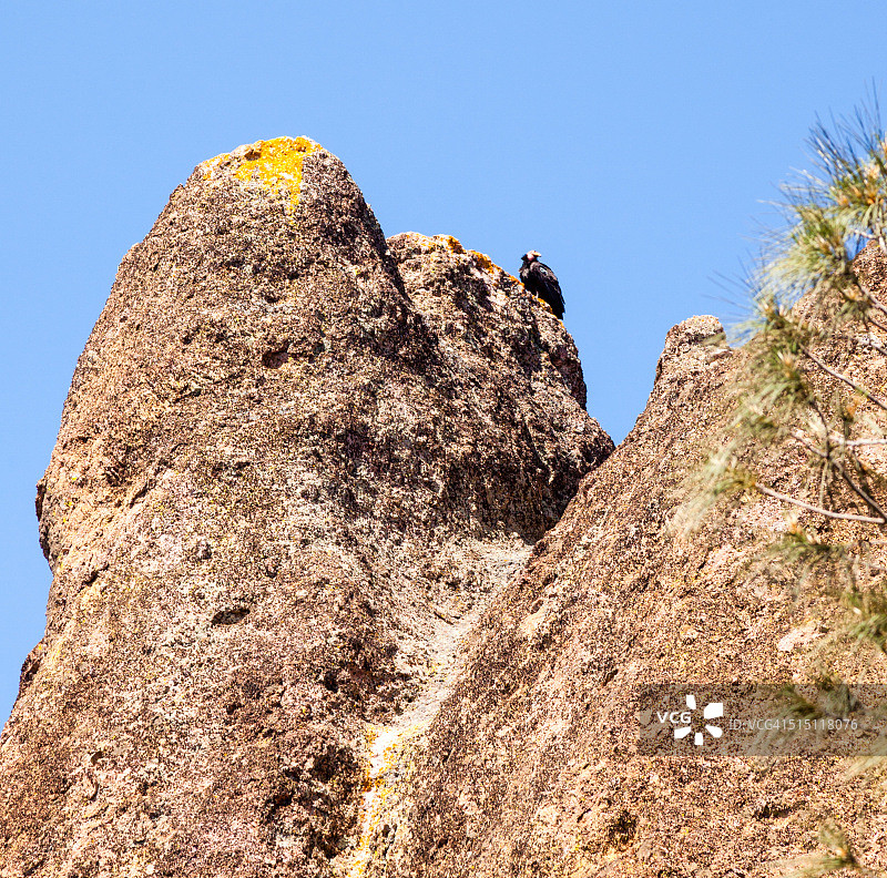 加利福尼亚州尖峰国家公园的金雕图片素材