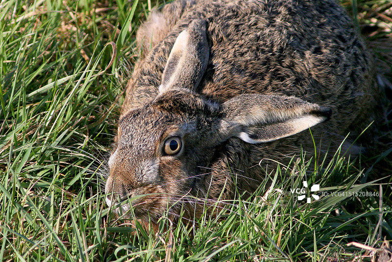 欧洲野兔特写图片素材