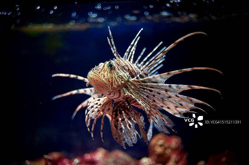 狮子鱼图片素材