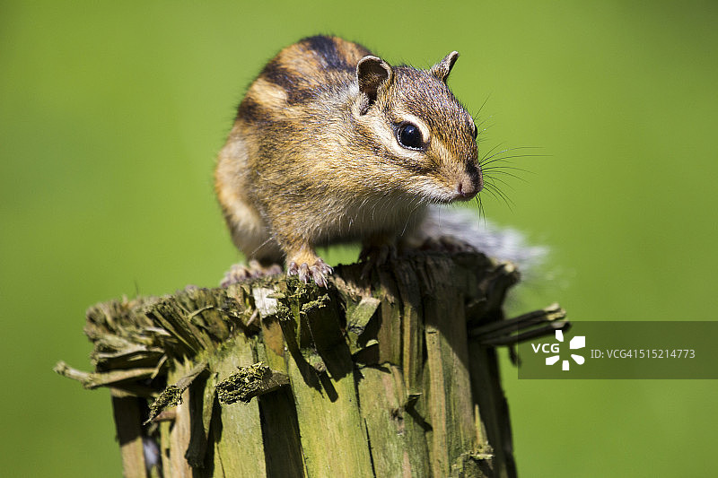 栖息在杆顶的花栗鼠图片素材