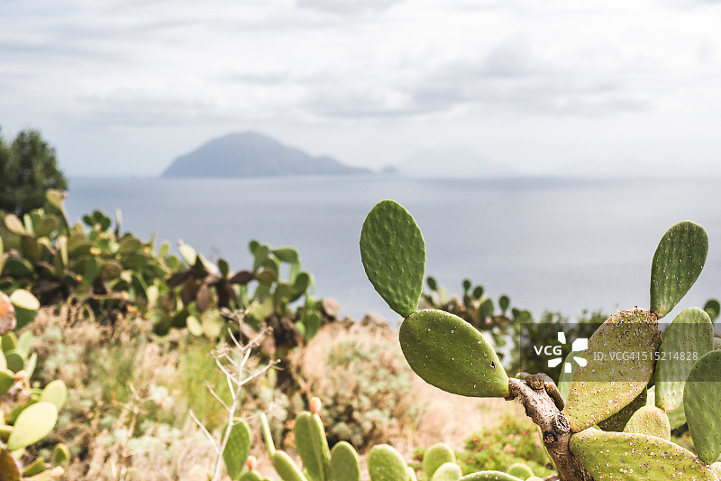 阳光明媚的意大利阿利库迪岛景观，前景是印度无花果植物（仙人掌），背景是菲利库迪岛图片素材