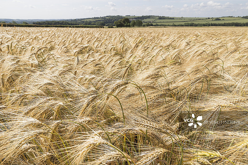 科茨沃尔德麦田图片素材