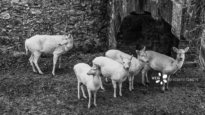 白色鹿群，一头雄鹿和四头雌鹿图片素材