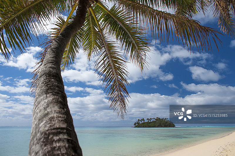 库克群岛拉罗汤加岛海滩上的棕榈树图片素材