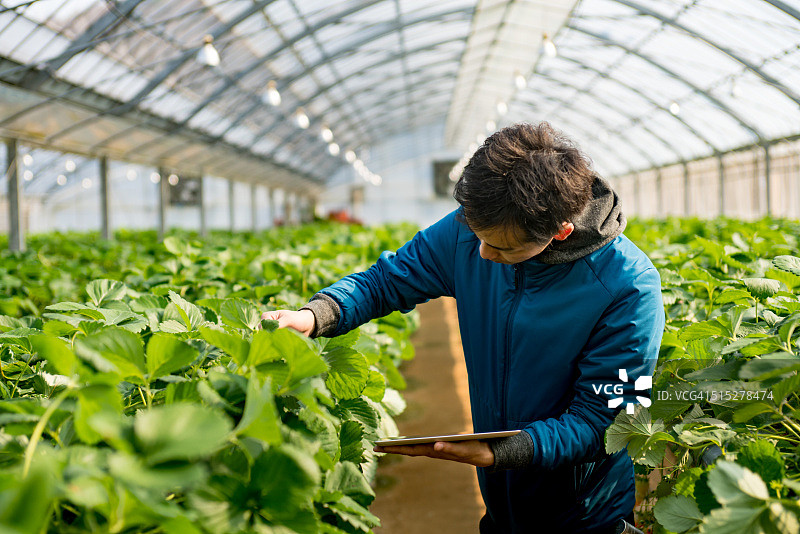 年轻研究员在温室里使用平板电脑图片素材