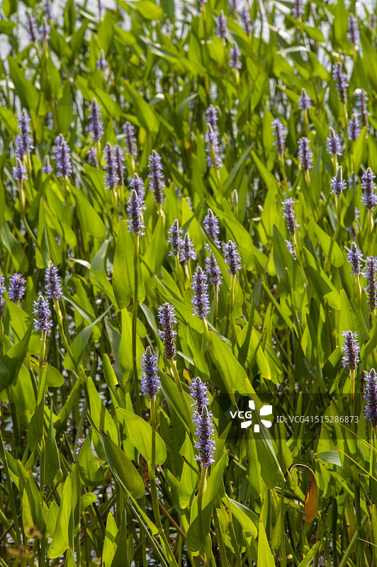 梭鱼草图片素材