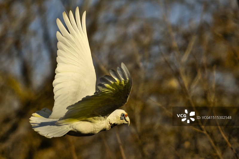 白色凤头鹦鹉图片素材