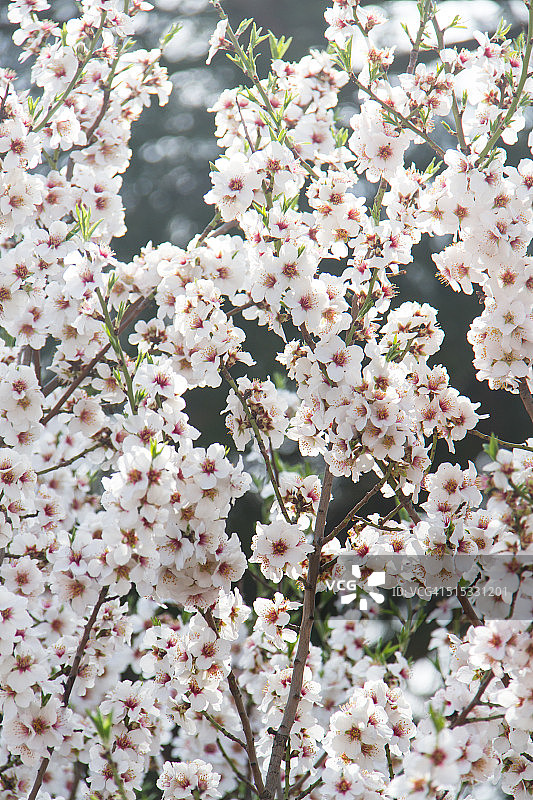 樱桃树花图片素材