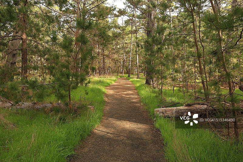 在光影斑驳的柏树林中的小路图片素材