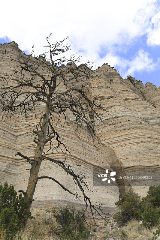 前景有树的岩石表面，帐篷岩国家纪念碑图片素材