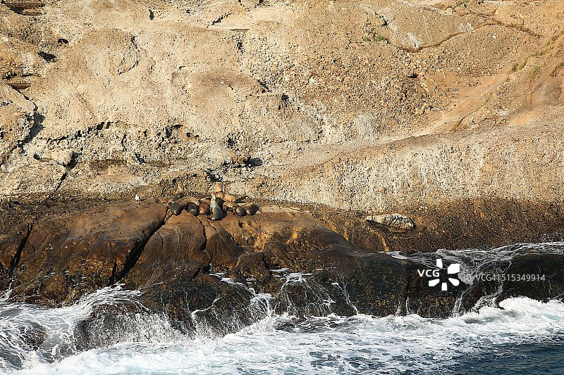 一群海豹在岩石上晒太阳，旁边有一只海鸥图片素材