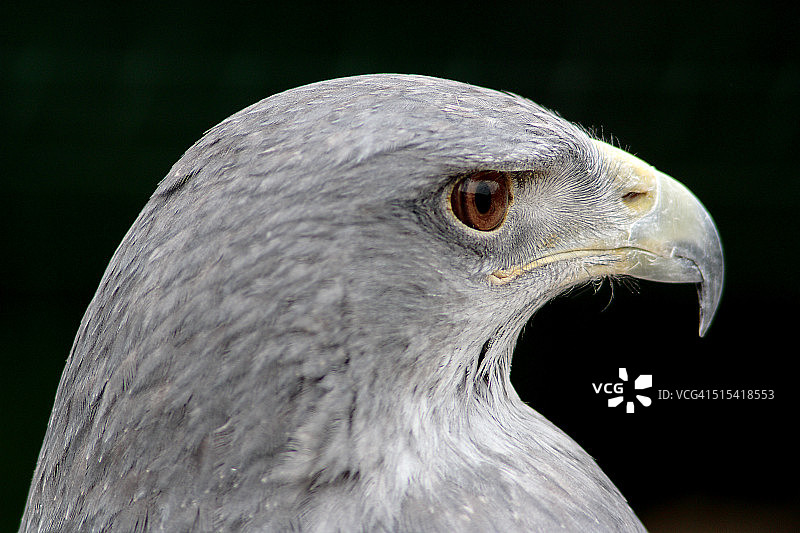 智利蓝鹰图片素材