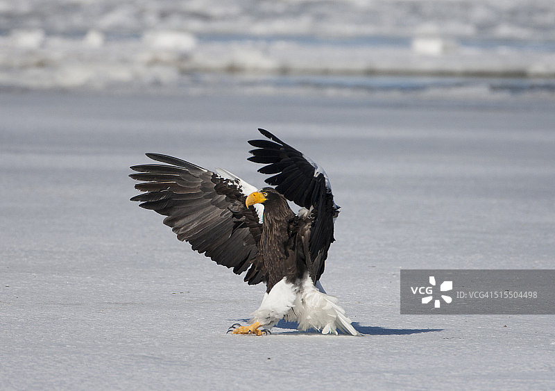 符连科湖冰面上的虎头海雕图片素材