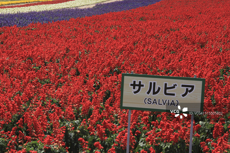 北海道中富良野的鼠尾草花坛图片素材