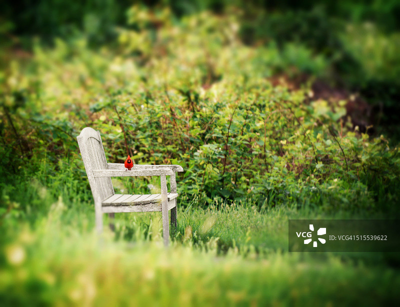 伊丽莎白·A·莫顿保护区：长凳上的红色北美红雀图片素材