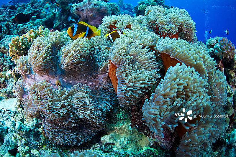 小丑鱼和海葵图片素材