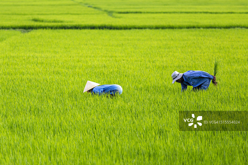 越南稻田里的农民图片素材
