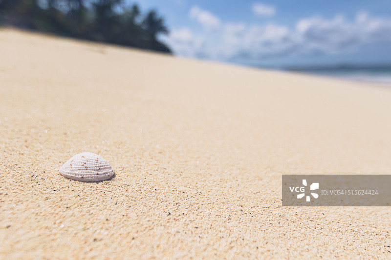 海滩上的贝壳图片素材