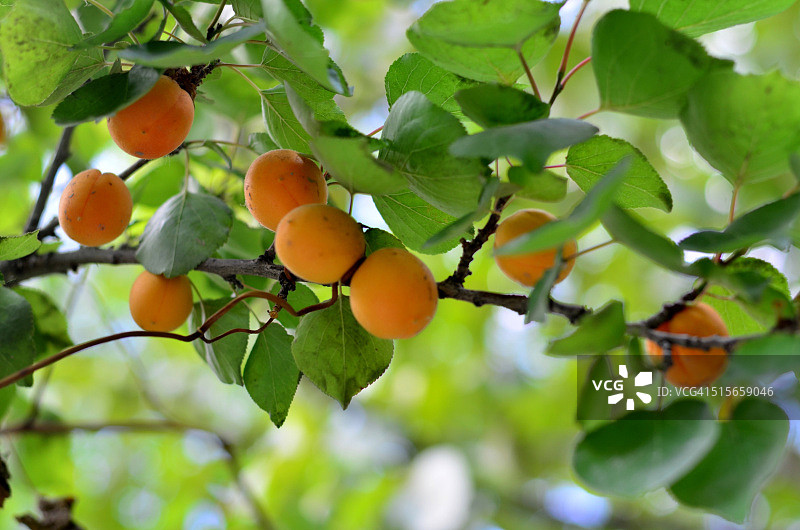 新鲜的水果图片素材