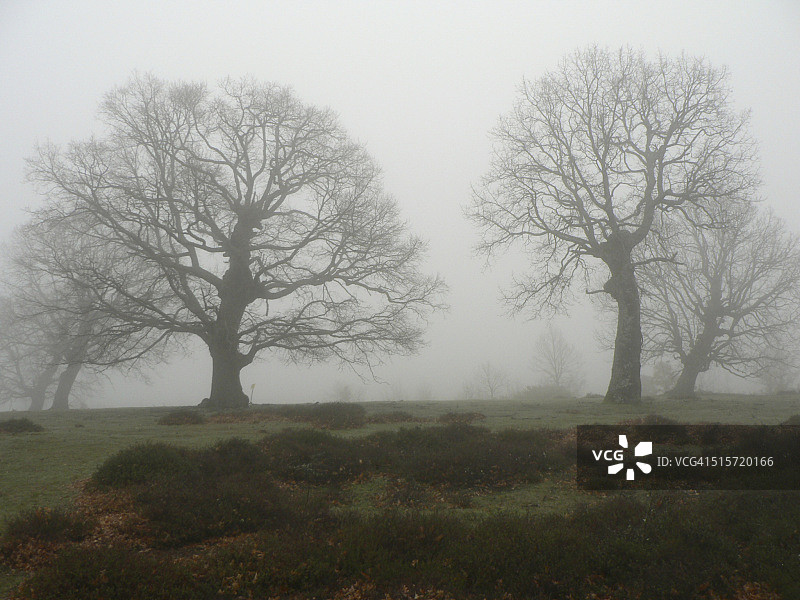 雾中的古老橡树图片素材