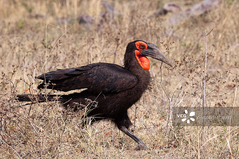 南部地犀鸟图片素材