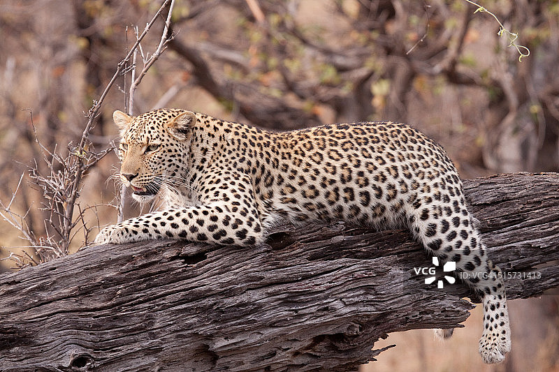 在倒下的树上休息的豹子图片素材