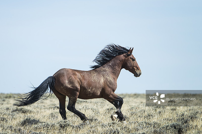 怀俄明州的野马图片素材