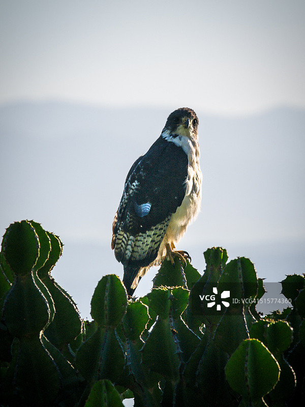 坦桑尼亚恩戈罗恩戈罗火山口的非洲鵟图片素材