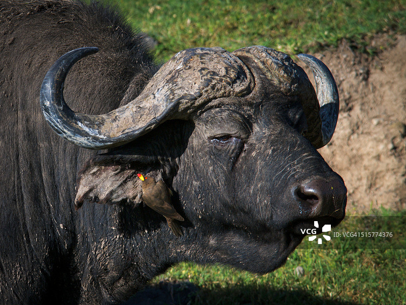 非洲水牛与黄嘴牛椋鸟，恩戈罗恩戈罗火山口，坦桑尼亚图片素材
