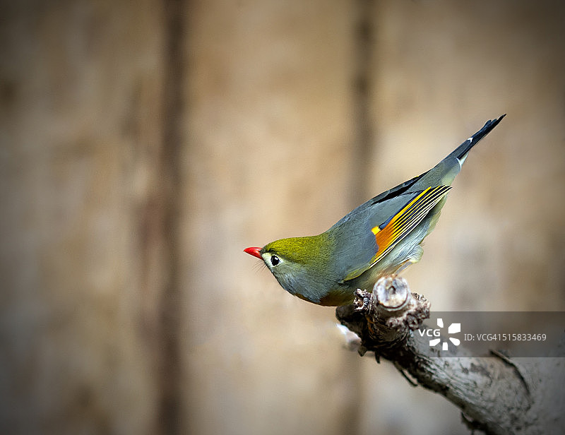 北京知更鸟图片素材