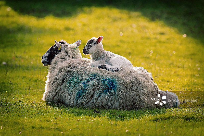 背着小羊的母羊图片素材
