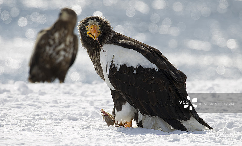 罗臼港雪地上的虎头海雕图片素材