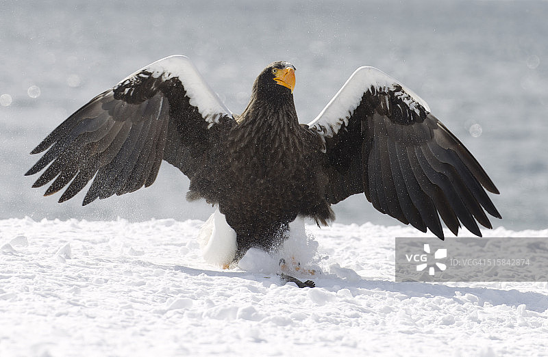 罗臼港雪地上的虎头海雕图片素材