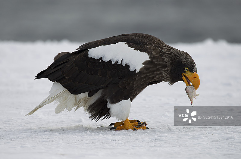 罗臼港雪地上的虎头海雕图片素材
