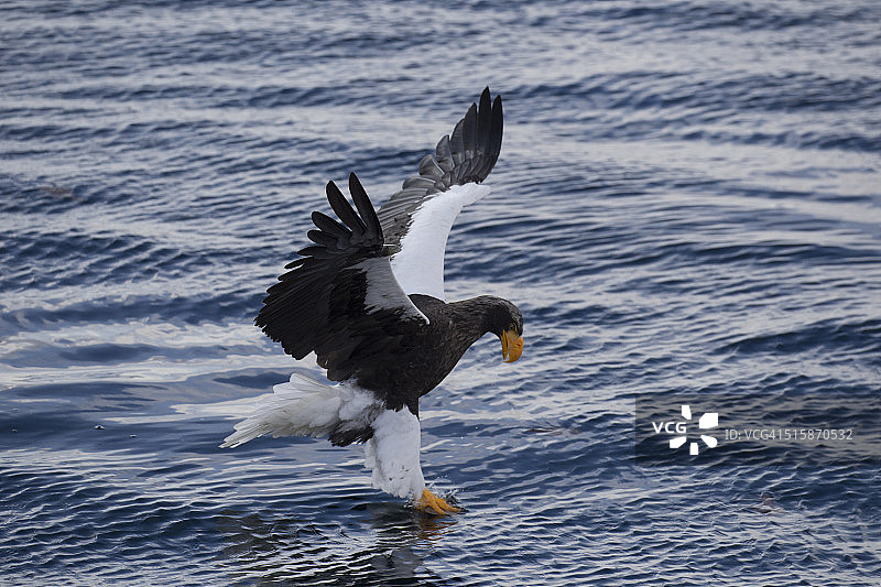 虎头海雕在罗臼港捕鱼图片素材