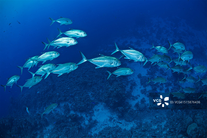 大眼鲹图片素材