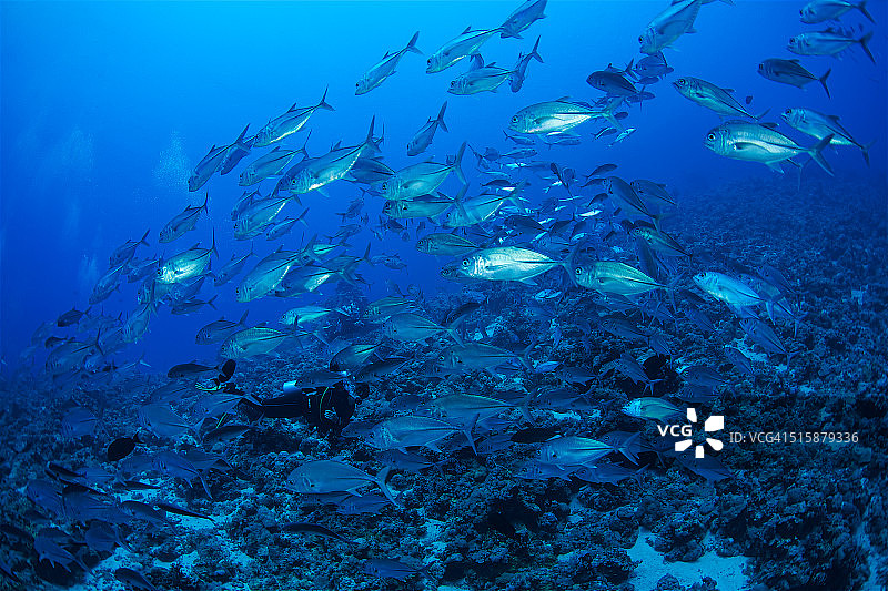 大眼鲹图片素材
