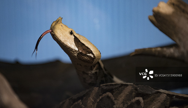 加蓬咝蝰图片素材