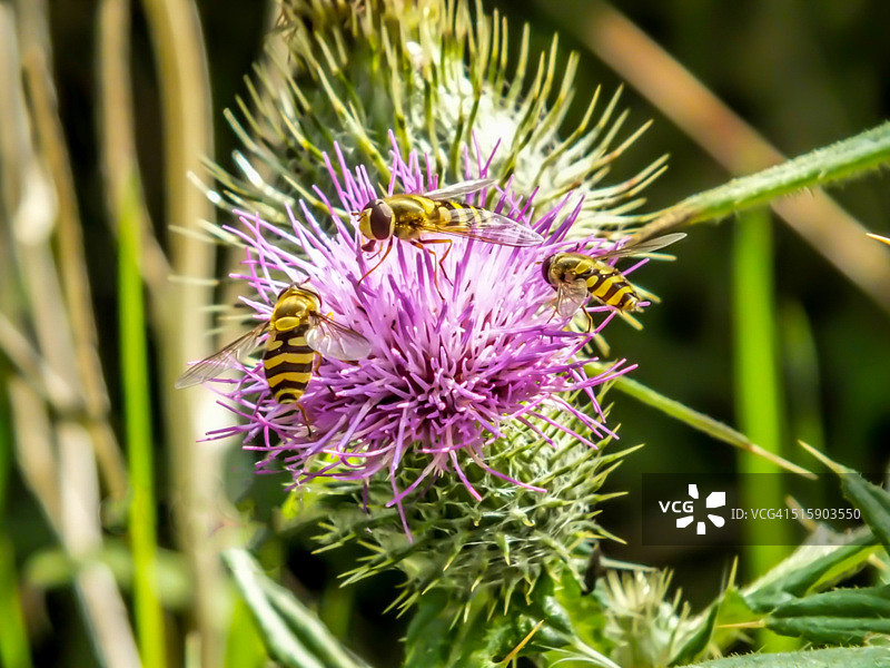 蓟上的食蚜蝇图片素材