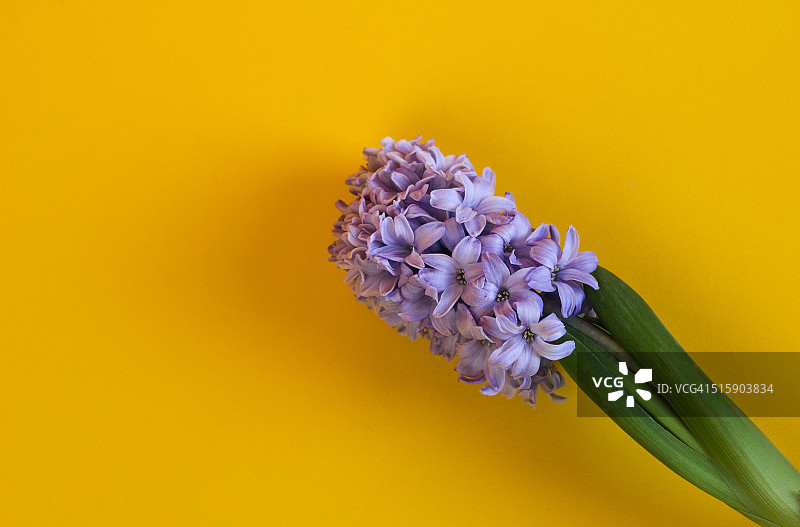 蓝色风信子图片素材