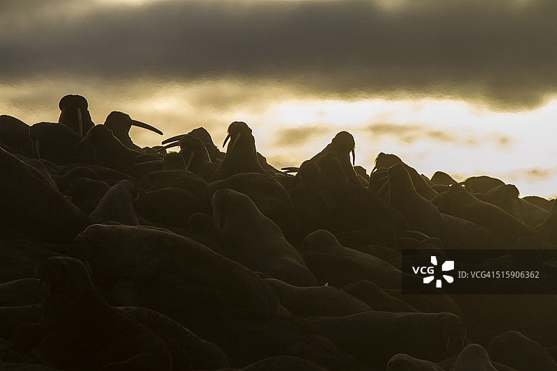 海象栖息地图片素材